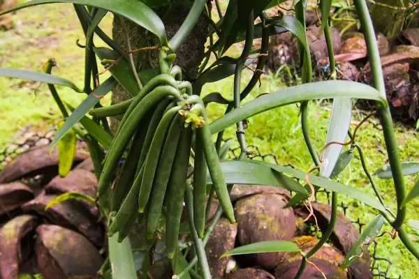 Plan de vanille Vanilla x tahitensis
